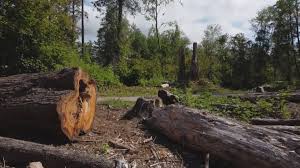 Reliable Bear Creek, FL Tree Removal and Landscaping Services Solutions